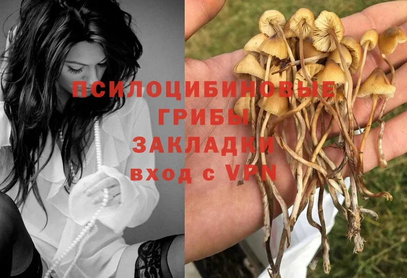 Псилоцибиновые грибы Psilocybe  hydra рабочий сайт  Ставрополь  купить наркоту 